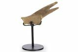 Fossil Turtle Shell Section w/ Metal Stand - South Dakota #340105-1